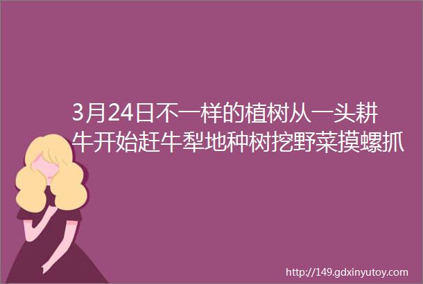 3月24日不一样的植树从一头耕牛开始赶牛犁地种树挖野菜摸螺抓鱼制作艾草养生锤