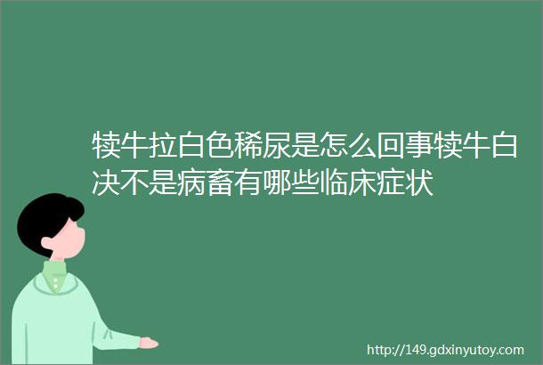 犊牛拉白色稀尿是怎么回事犊牛白决不是病畜有哪些临床症状