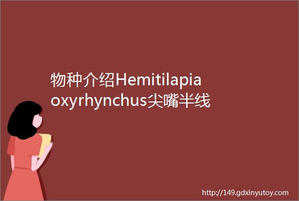 物种介绍Hemitilapiaoxyrhynchus尖嘴半线鲷鸭嘴倒三角